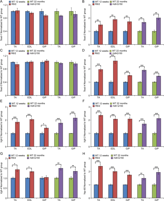 Transcriptional deregulation of TEAD family members and their co-activators involved in the skeletal muscle atrophy.