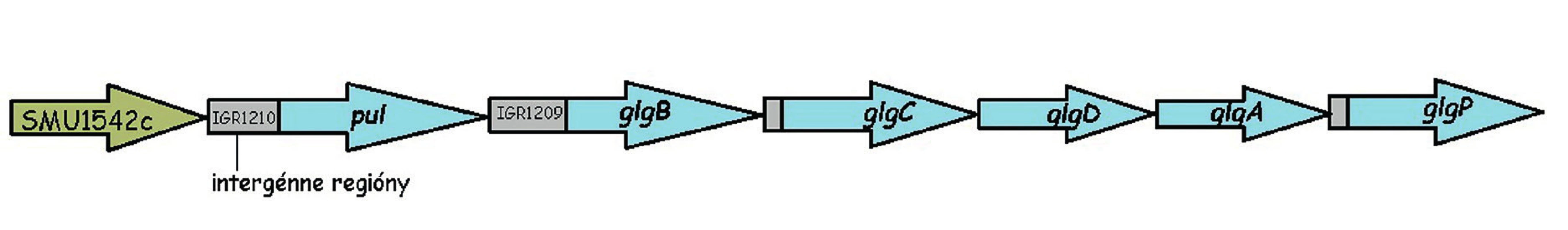 Mapa usporiadania génov pul a glg pri <em>S. mutans</em> UA159
Upraveno podľa Busuioc et al., 2009 [117]
Figure 5. Map of the architecture of pul and glg genes in <em>S. mutans</em> UA159
Adapted from Busuioc et al., 2009 [117]