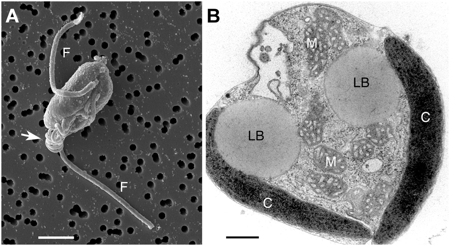 <i>Chrysochromulina tobin</i> cell structure.
