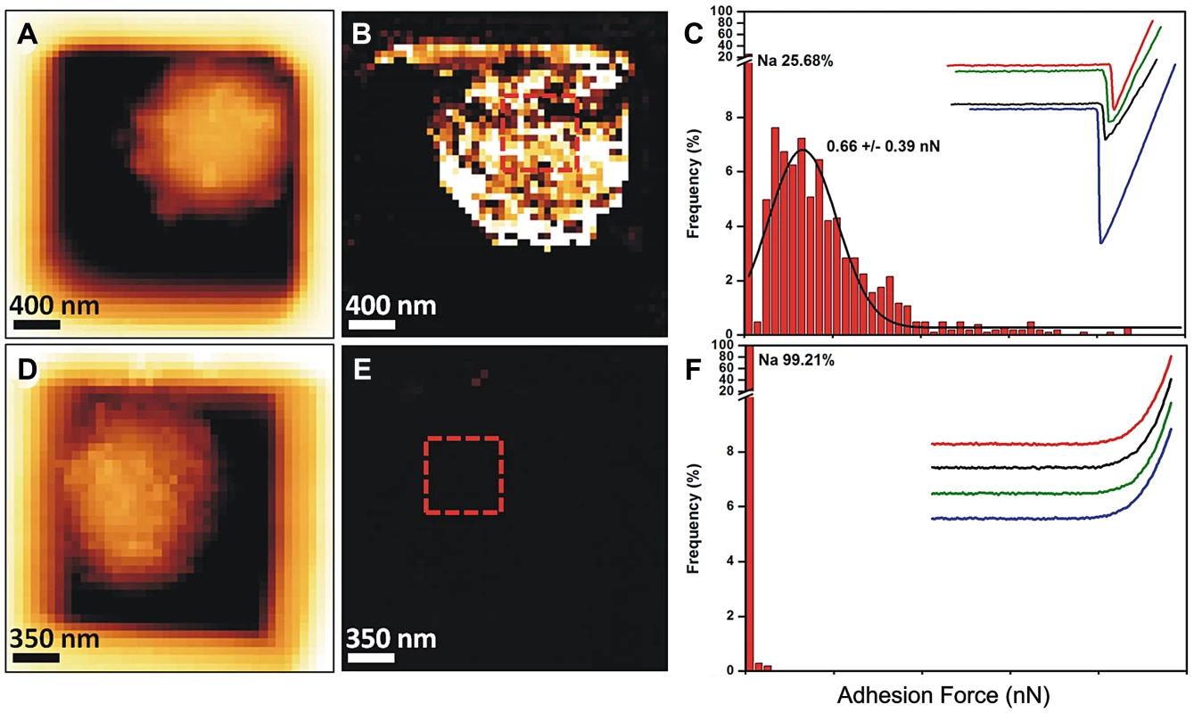 Imaging and adhesive properties of <i>A. fumigatus</i> resting conidia of the parental strain and <i>ags</i>Δ_<i>5T</i> mutant.