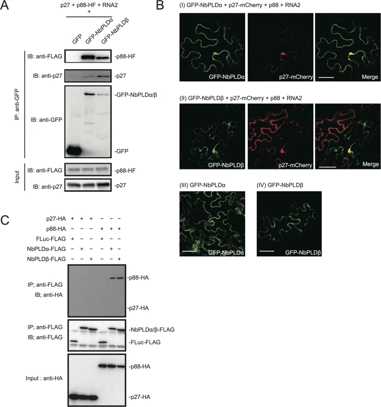 RCNMV replication proteins interact with NbPLDα and NbPLDβ.