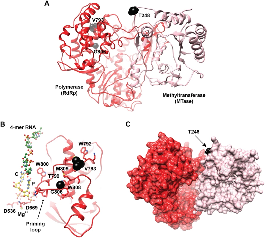 Location of the mutation sites associated with altered fidelity in WNV NS5.