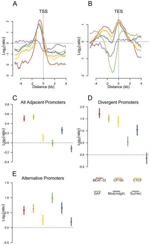 Insulator proteins are enriched between promoters.