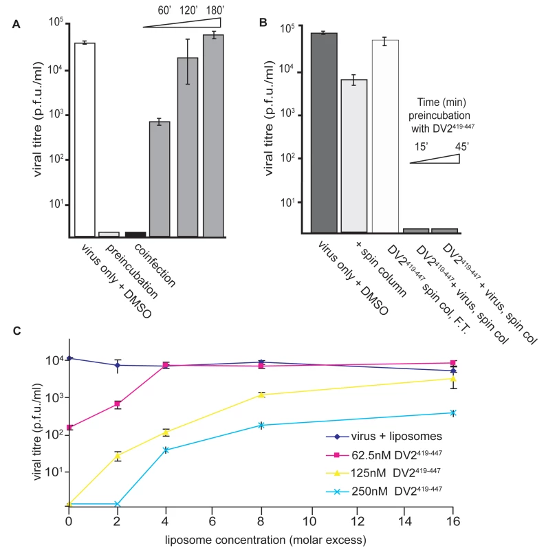 Inhibition and reversibility of viral infectivity by DV2<sup>419–447</sup>.