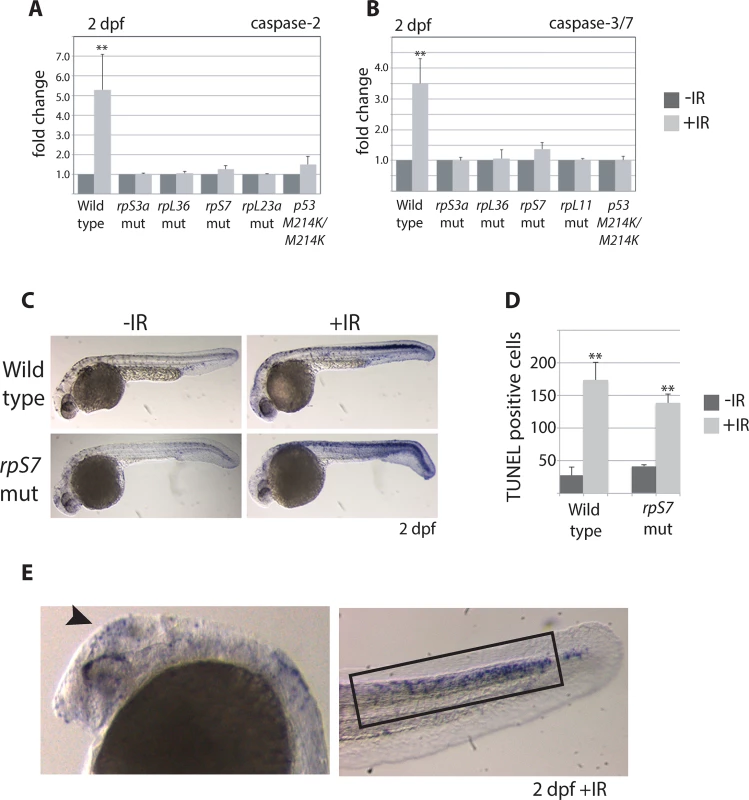 Caspase 3/7 activation is increasingly impaired in RP mutants.