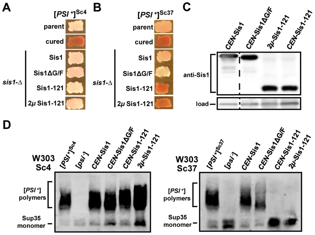 [<i>PSI</i><sup>+</sup>] requirements for Sis1 are prion-variant dependent.