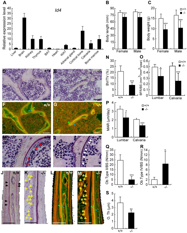 4-week-old <i>Id4</i> knockout (<i>Id4</i><sup>−/−</sup>) mice show disturbance in growth and impaired osteoblast differentiation.