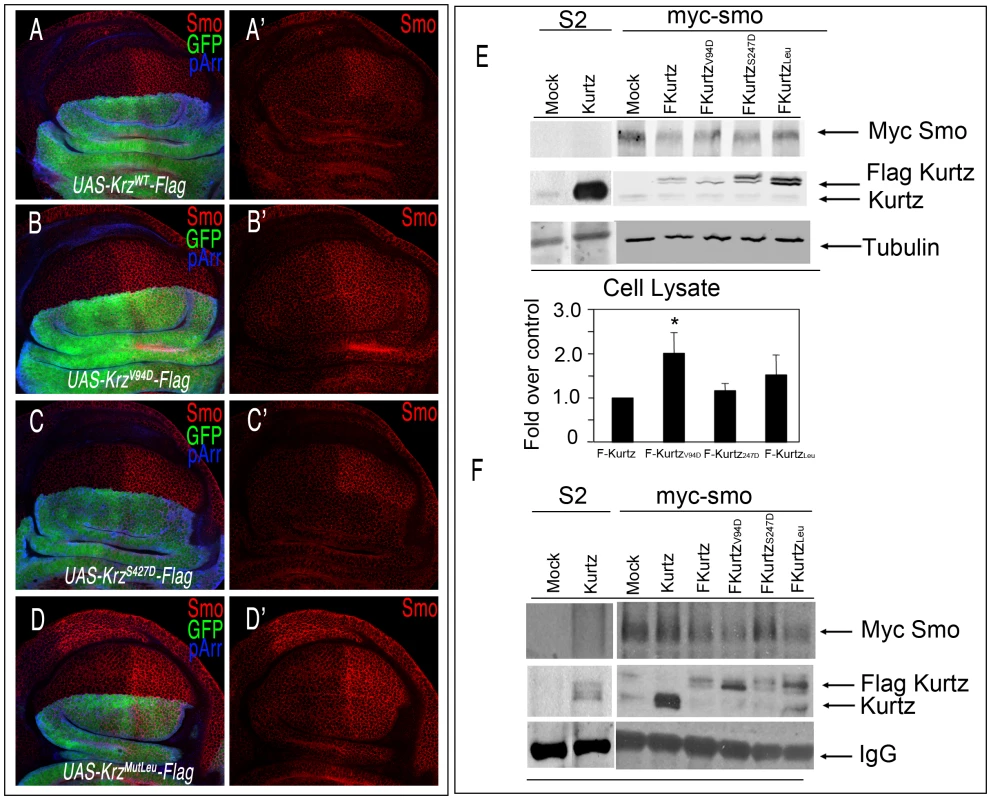 Interactions between Krz mutant forms and Smo.