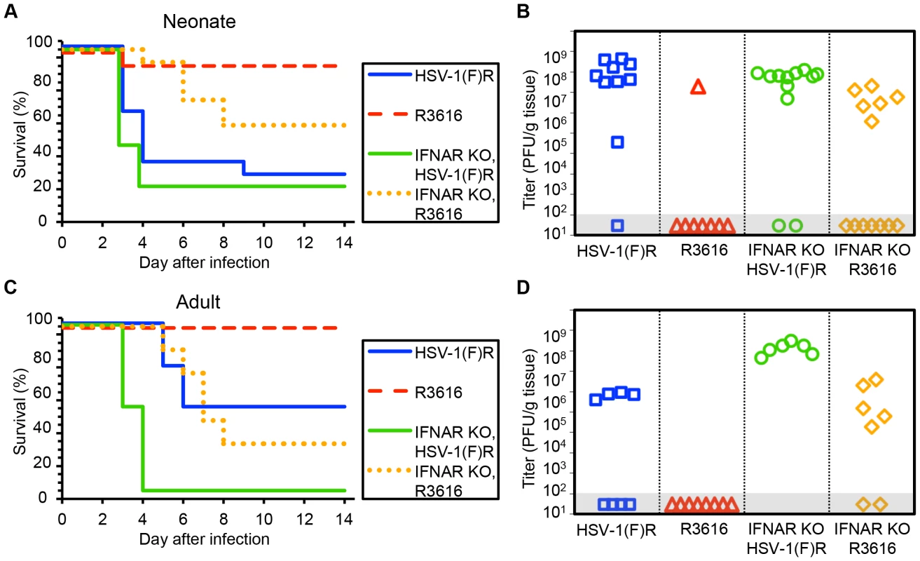 The HSV-1 F γ34.5 protein is important for mortality and viral replication in the CNS of both neonatal and adult mice.