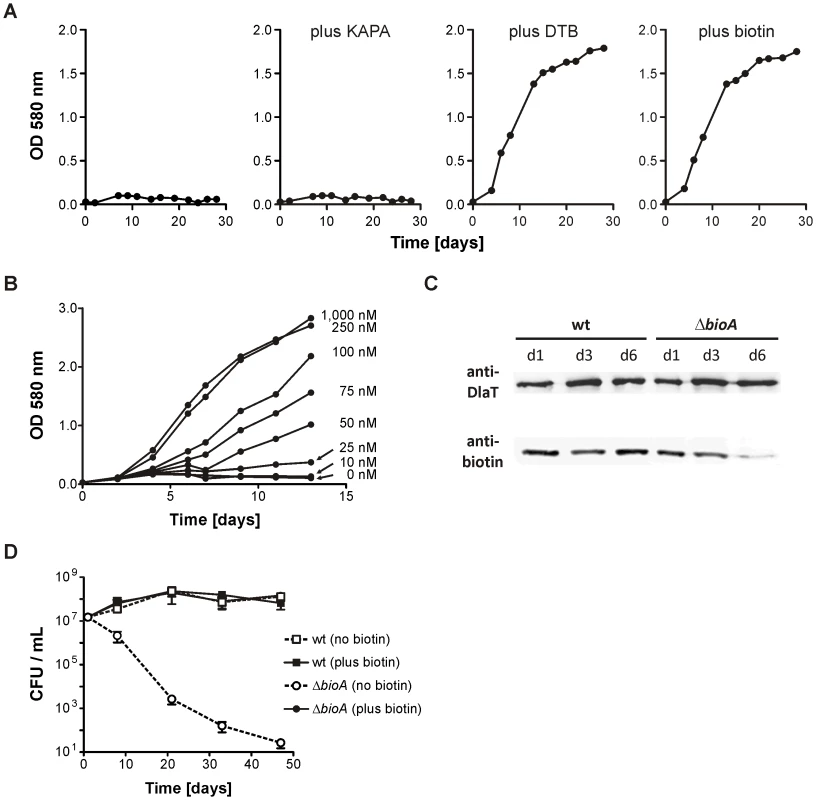 <i>In vitro</i> characterization of <i>Mtb ΔbioA</i>.
