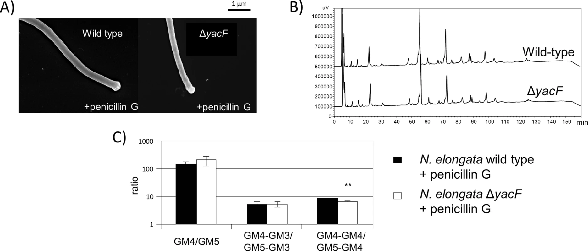 Deleterious effects of <i>yacF</i> deletion can be fixed by inhibiting cell division.