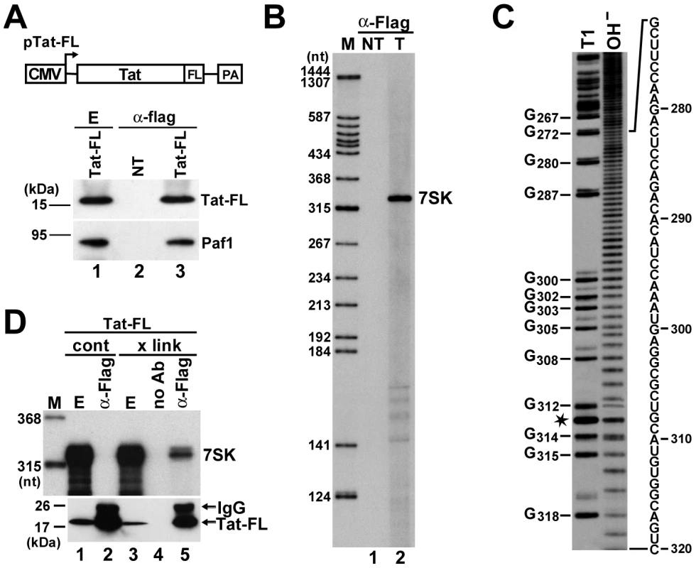 <i>In vivo</i> association of HIV Tat with 7SK.