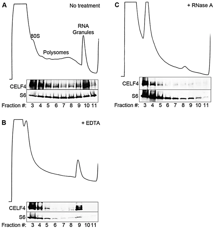 CELF4 cosediments with polysomes and large RNA granules.
