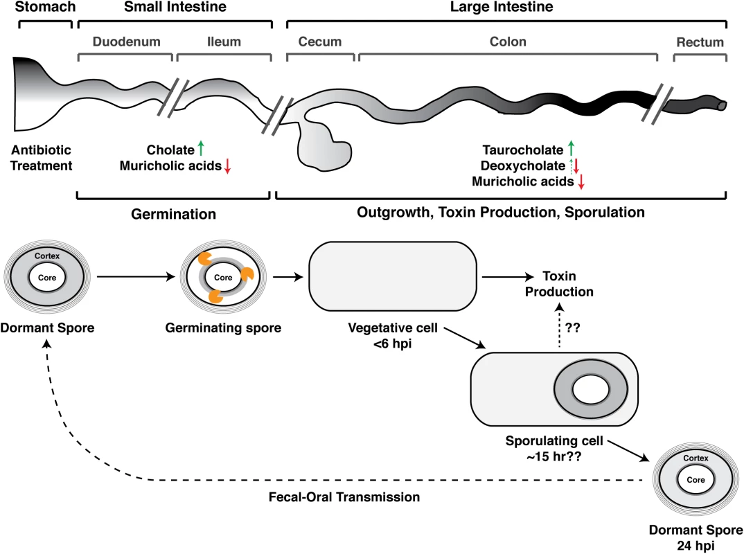 Developmental life cycle of <i>Clostridium difficile</i> during infection.
