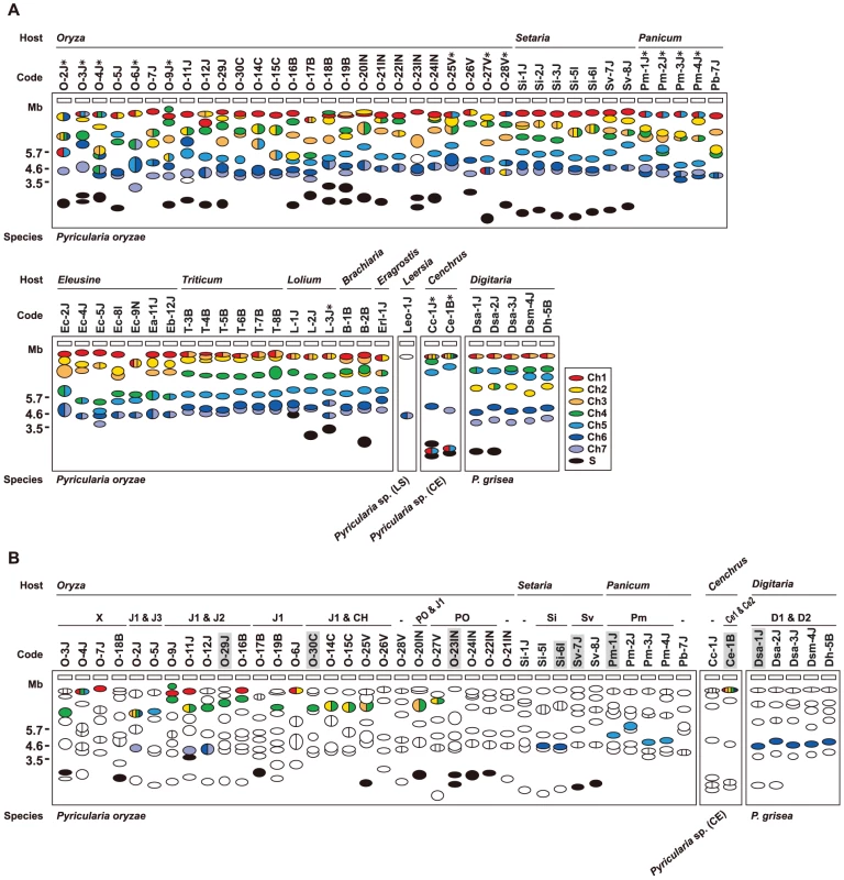 Frequent <i>AVR-Pita</i> translocation occurred independently from major chromosomal translocations or duplications.
