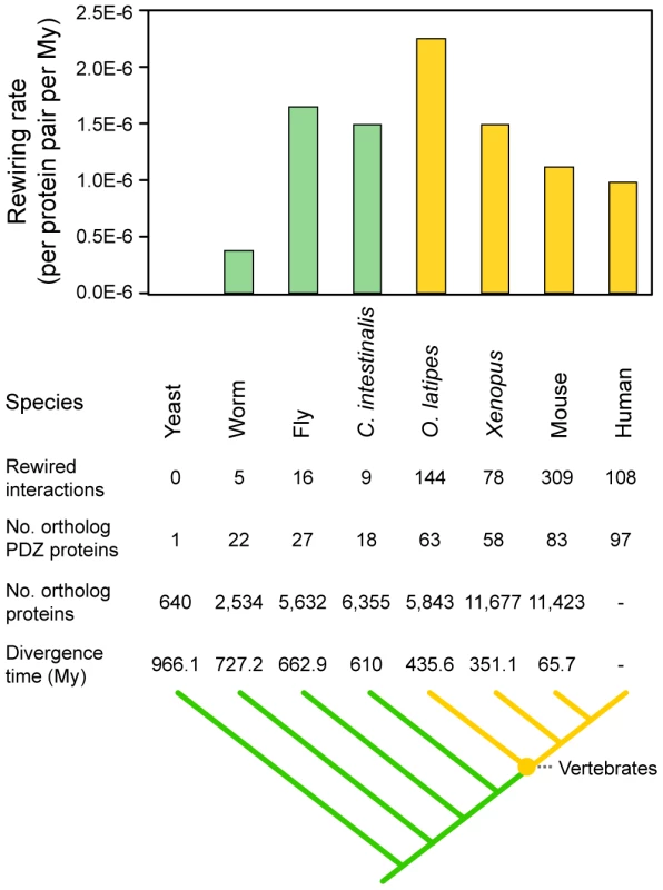 Rewiring rates of PDZ domain-ligand interactions throughout evolution.