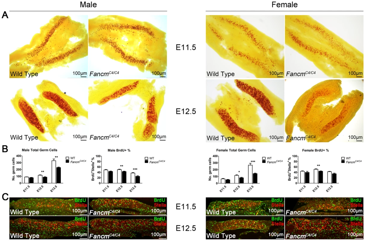 PGC depletion in <i>Fancm<sup>C4/C4</sup></i> mice is associated with reduced proliferation, not apoptosis.