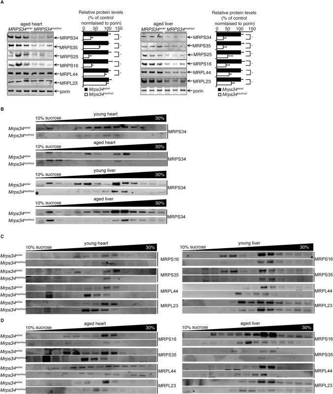 MRPS34 is required for the small ribosomal subunit and the stability of the mitoribosome.