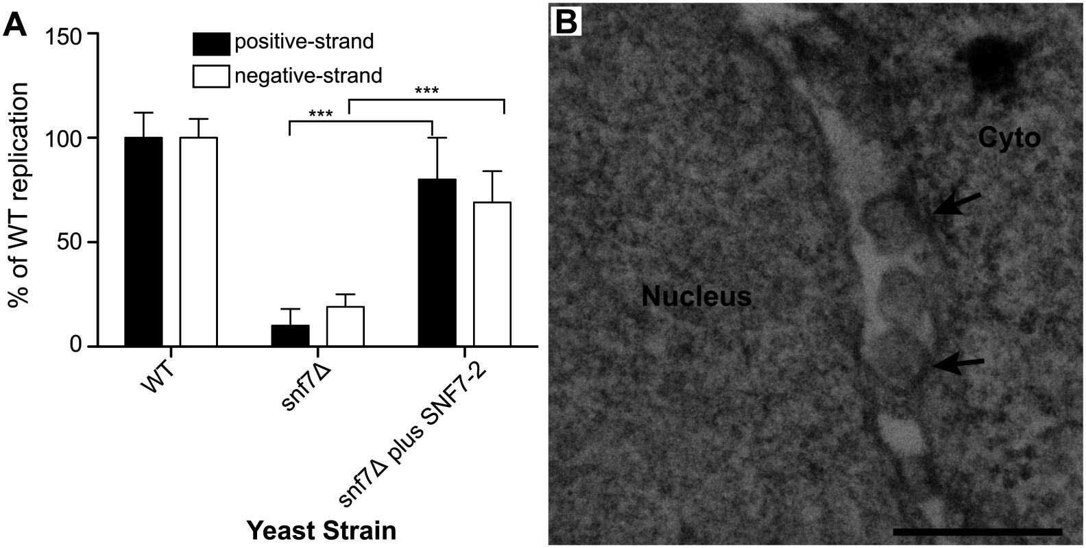 Plant homolog of Snf7p complements BMV RNA replication and spherule formation in yeast.