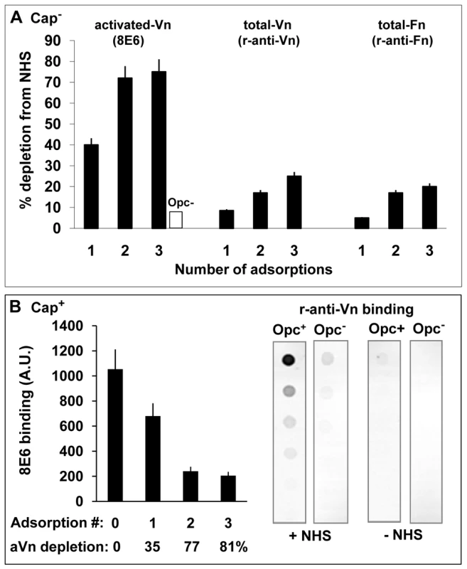 Activated vitronectin is adsorbed preferentially from serum by capsulate and acapsulate Opc-expressing <i>N. meningitidis</i>.