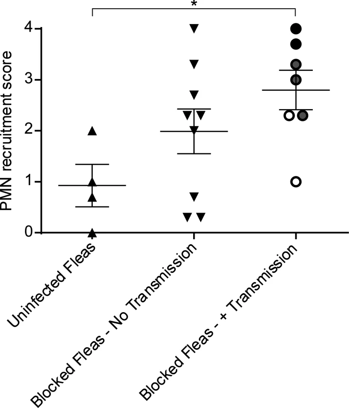 Scoring of neutrophil recruitment to uninfected flea bites, blocked flea bites without transmission and blocked flea bites that transmitted <i>Y</i>. <i>pestis</i>.