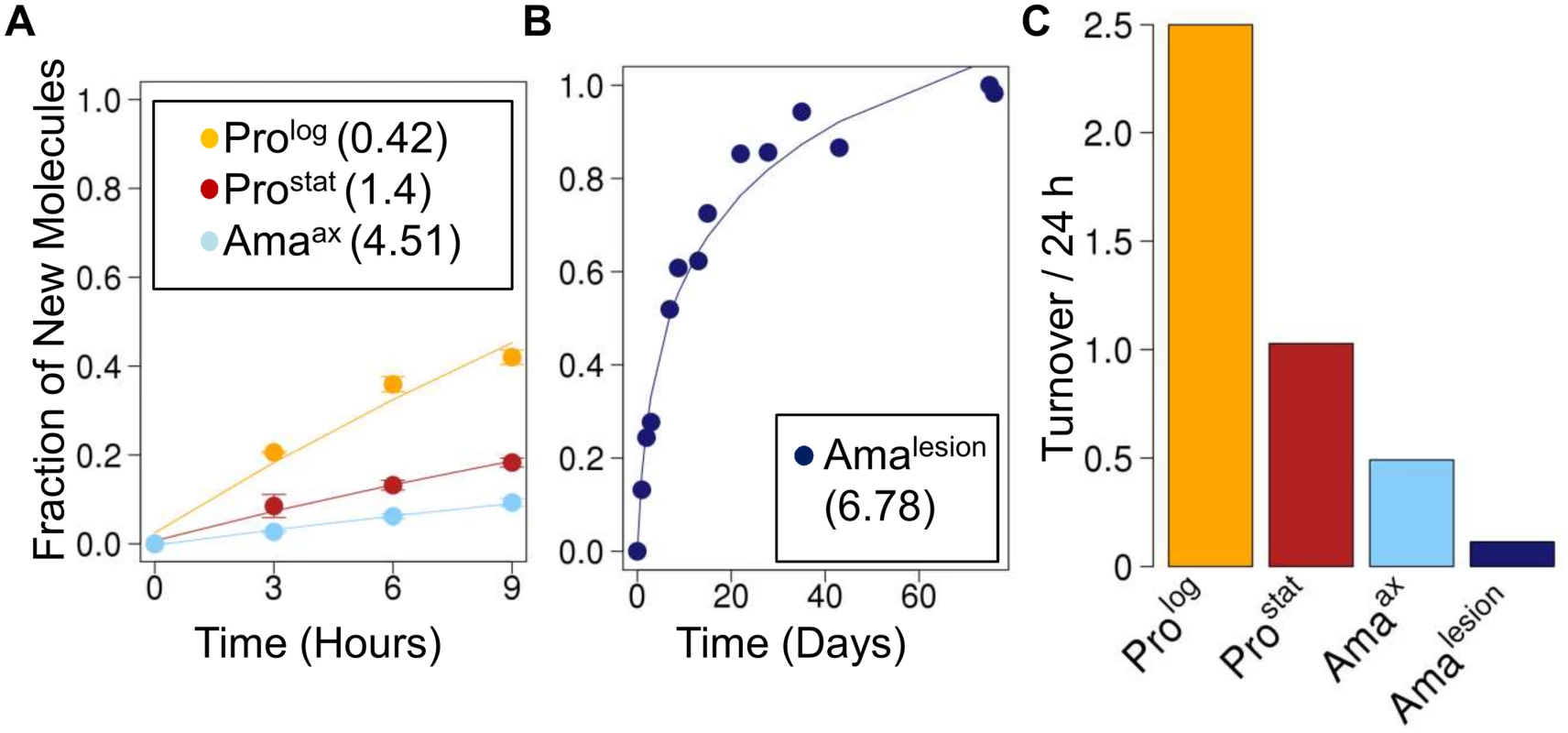 Rates of protein turnover in cultured and intracellular <i>Leishmania</i> stages.