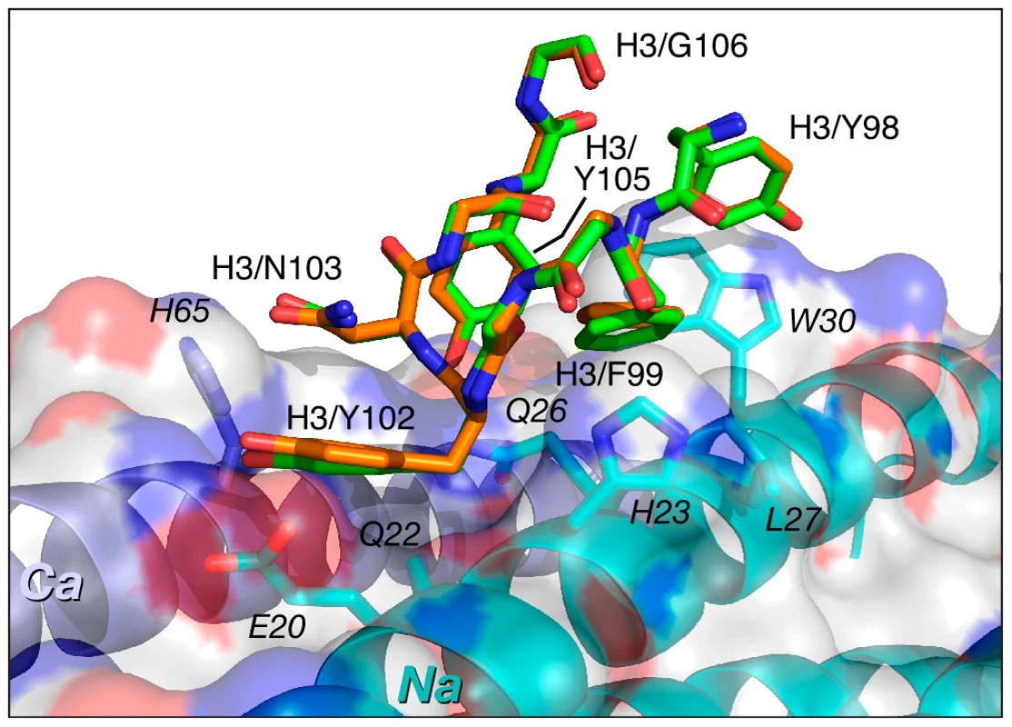 Comparison of the interactions of CDR-H3 of Fab 8066 and Fab 8062 with 5-Helix.
