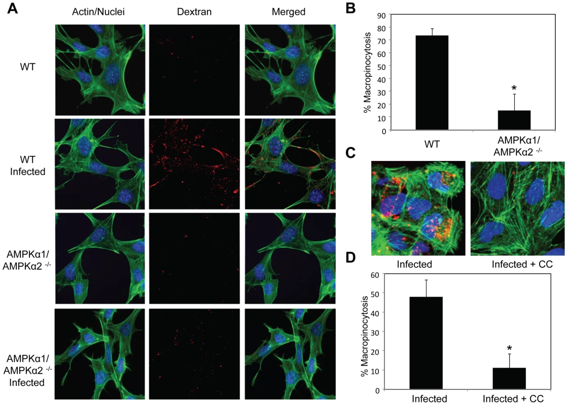 AMPK is required for vaccinia-induced macropinocytosis.
