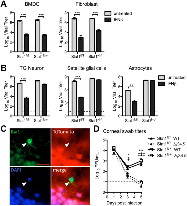 Validation of Stat1<sup>N-/-</sup> mouse.