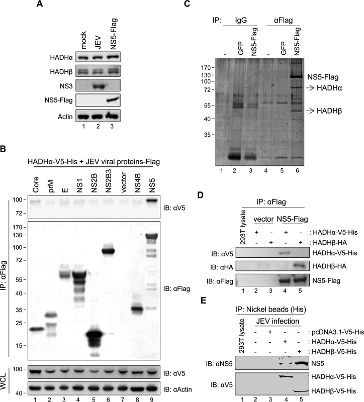JEV NS5 interacts with mitochondrial trifunctional protein (MTP), the enzyme complex involved in LCFA β-oxidation.