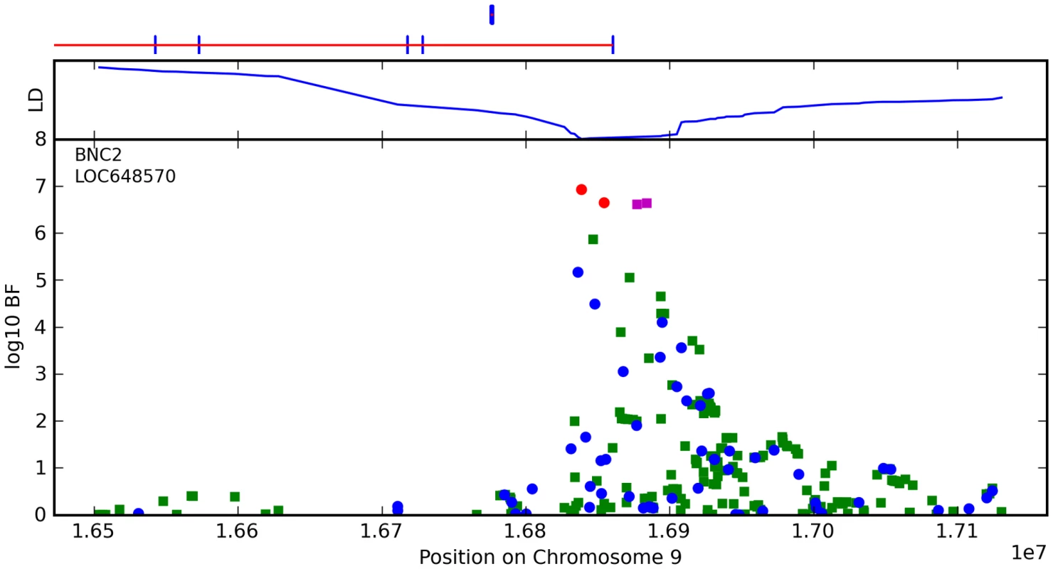 Bayes factors for genotyped and imputed SNPs for freckling around <i>BNC2</i>.