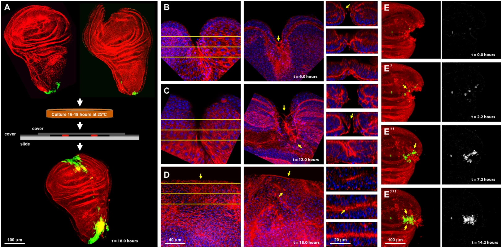 Imaginal discs wound healing <i>in vitro</i>.