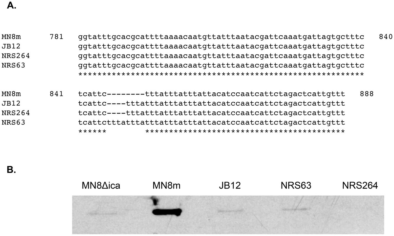 Evidence of <i>icaC</i> tandem repeat variation in clinical <i>S. aureus</i> isolates, and the effect on PNAG production.