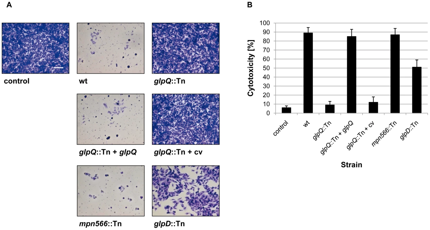 Cytotoxicity of <i>M. pneumoniae</i> toward HeLa cell cultures.