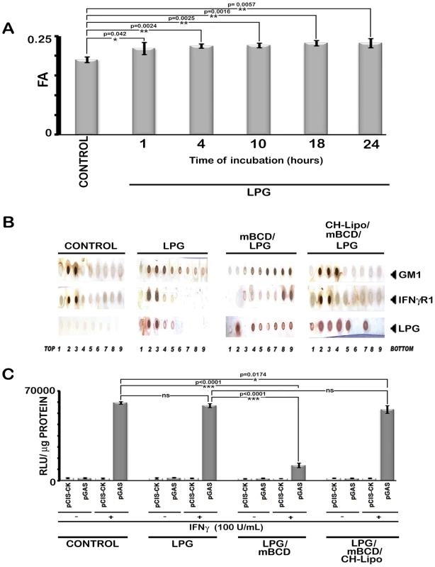 Analysis of LPG-MØ interactions.