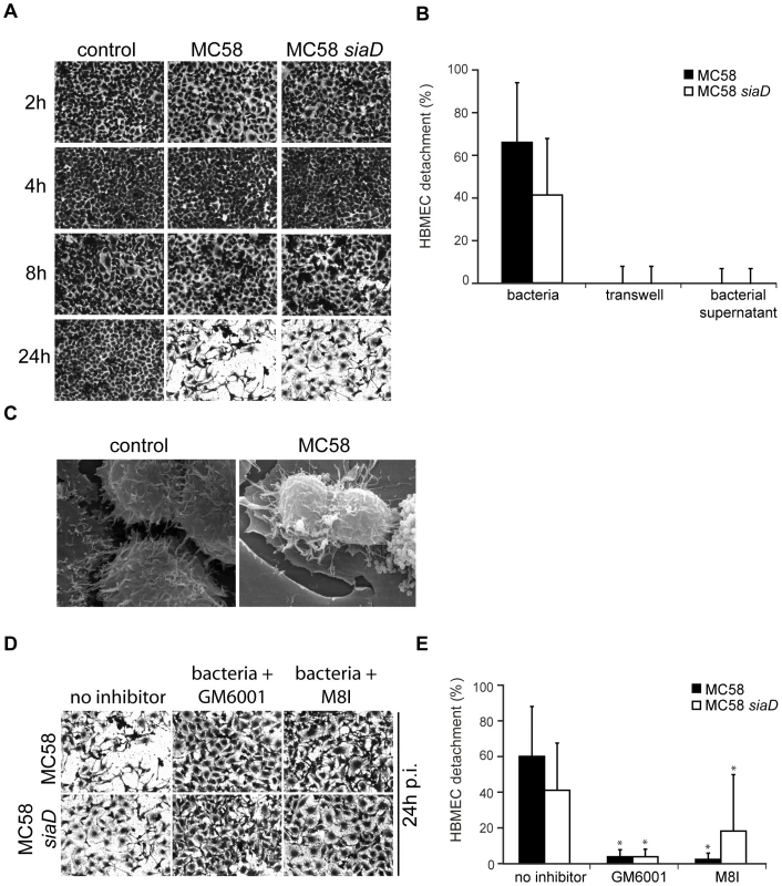 <i>N. meningitidis</i> infection triggers time-dependent detachment of HBMEC.