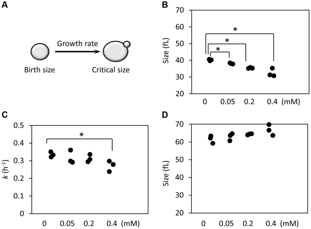 Ibuprofen at low doses moderately delays G1, primarily through a reduction in birth size.