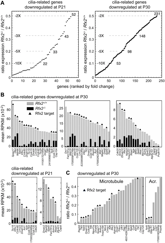 Downregulated genes having known or suspected functions related to cilia/flagellum formation, microtubule function or the acrosome.