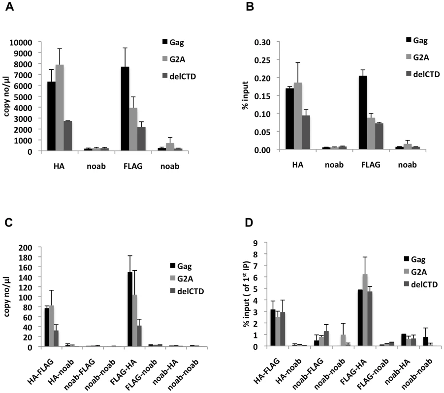 Gag molecules form multimers on viral RNA.