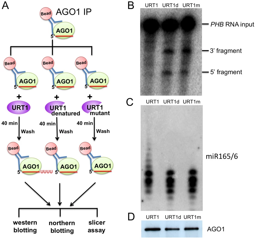 Tailing of AGO1-bound miR165/6 by URT1 drastically reduces its slicer activity.