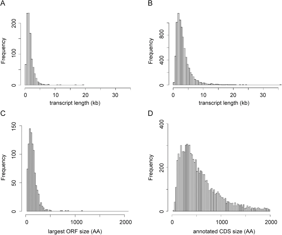 Characterisation of novel transcripts.