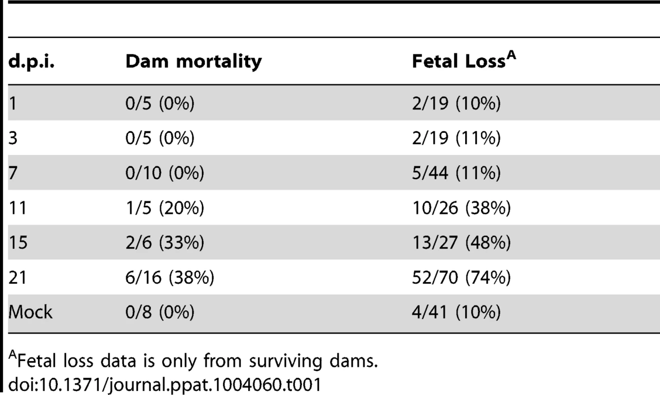 Maternal mortality and fetal loss in GPCMV-infected guinea pigs.