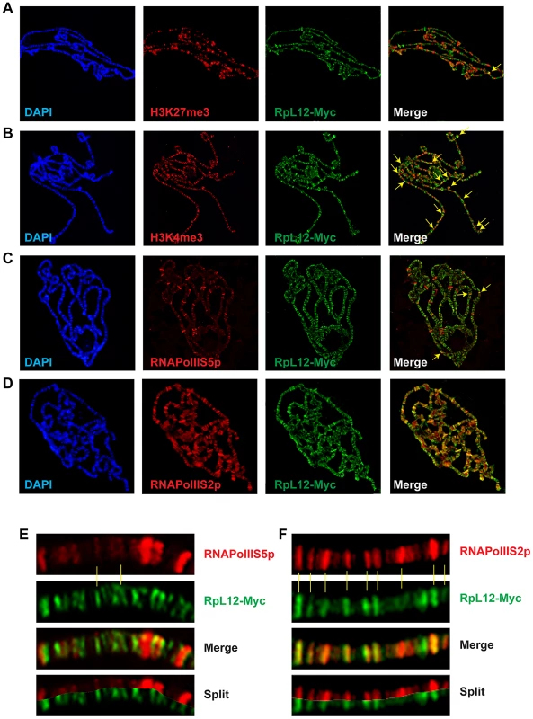 Chromatin environment of RPL12.
