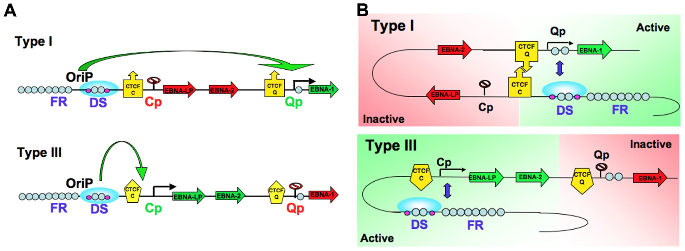 Model of chromatin conformational control of EBV latency types.