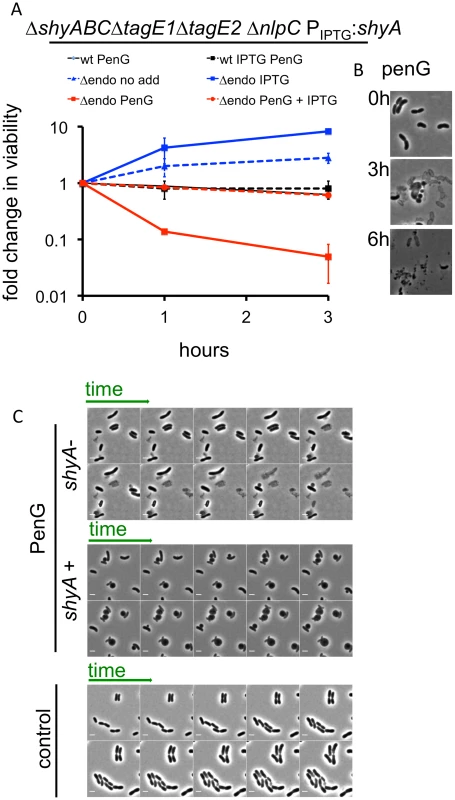 <i>V</i>. <i>cholerae</i> endopeptidase are required to prevent lysis in response to inhibition of cell wall synthesis.