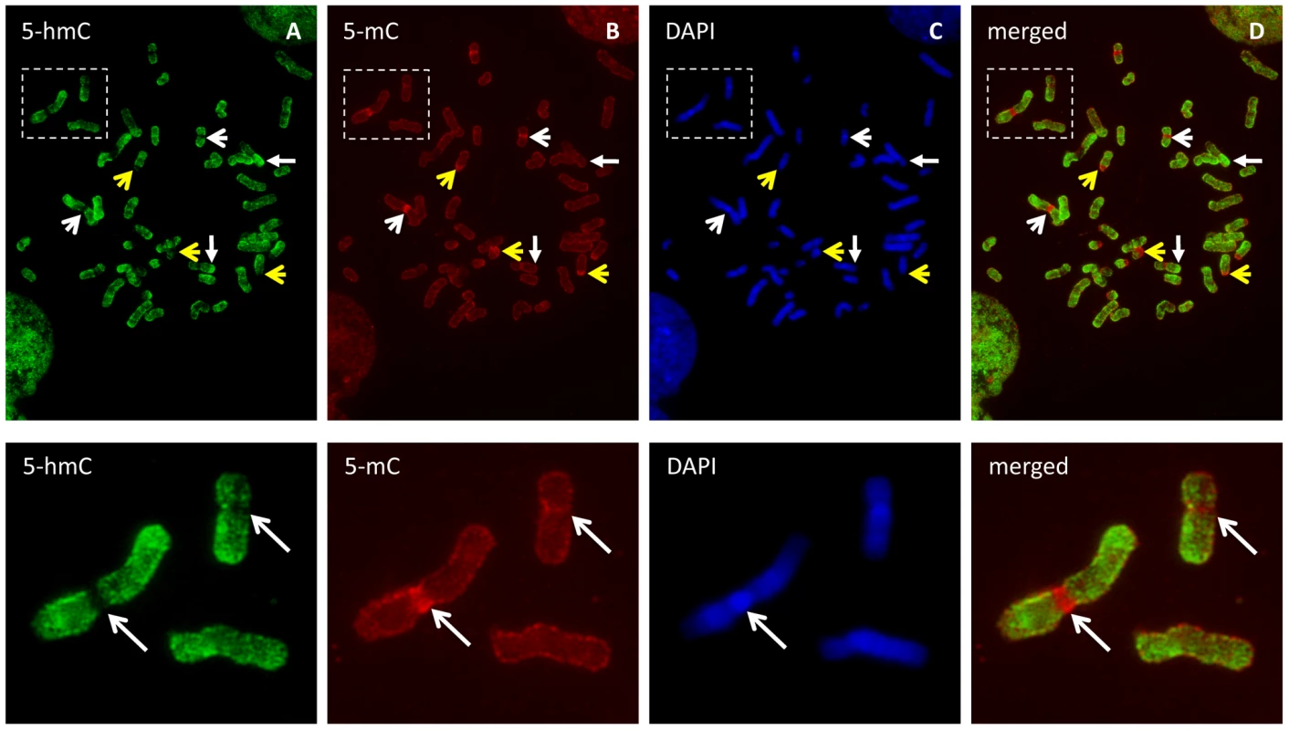 5-hmC- and 5-mC-specific immunostaining of metaphase chromosomes from human ES cells.