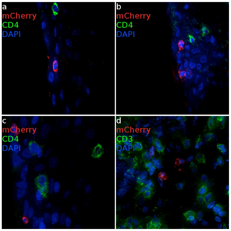 Infected cells from ectocervical and vaginal tissue of VSV-G enveloped reporter inoculated Rhesus Macaques.