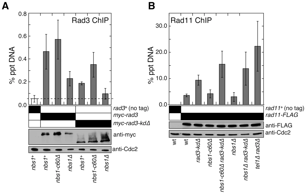 Nbs1 N-terminal domain is required to promote recruitment of the Rad3<sup>ATR</sup>-Rad26<sup>ATRIP</sup> complex to telomeres.