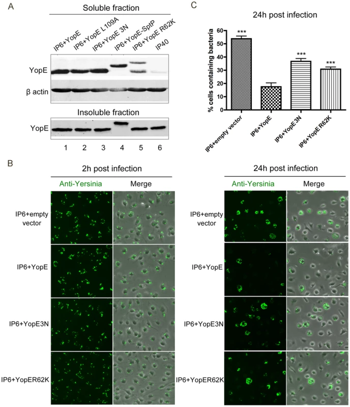 Measurement of YopE translocation and survival in macrophages by different <i>Y. pseudotuberculosis</i> strains.