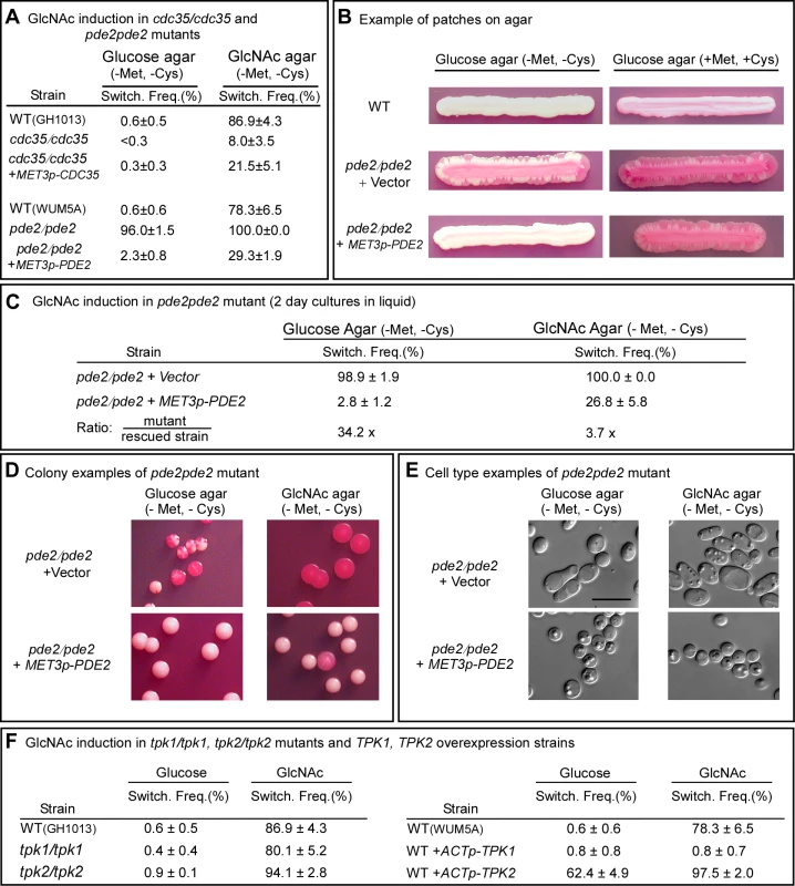 The genes <i>CDC35</i>, <i>PDE2</i>, <i>TPK1</i> and <i>TPK2</i> play roles in GlcNAc induction of switching.